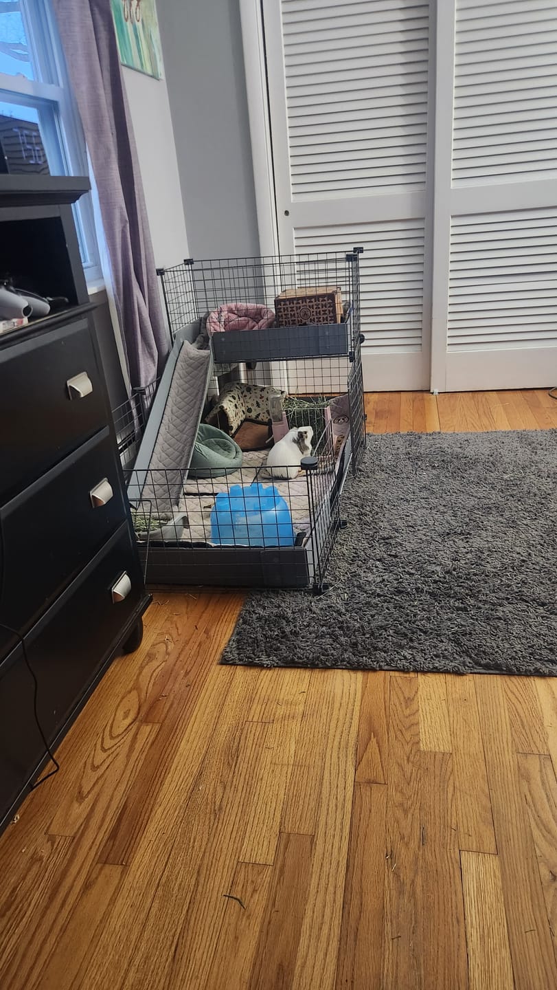 Customer photo review of GuineaDad Piggy Condo Guinea Pig Cage with Balcony & Ramp (C&C)