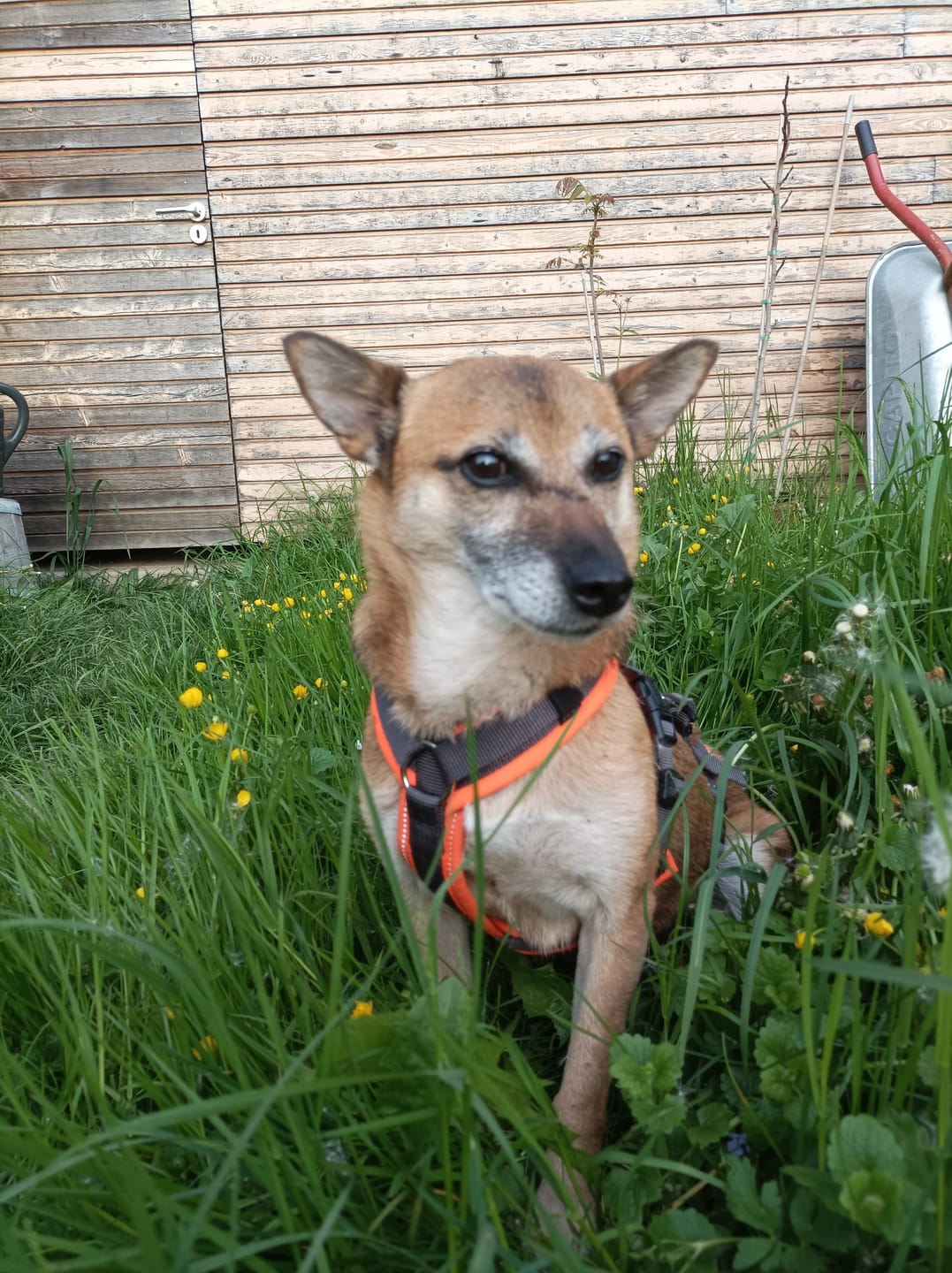Customer photo review of Allergietest Pro Hund