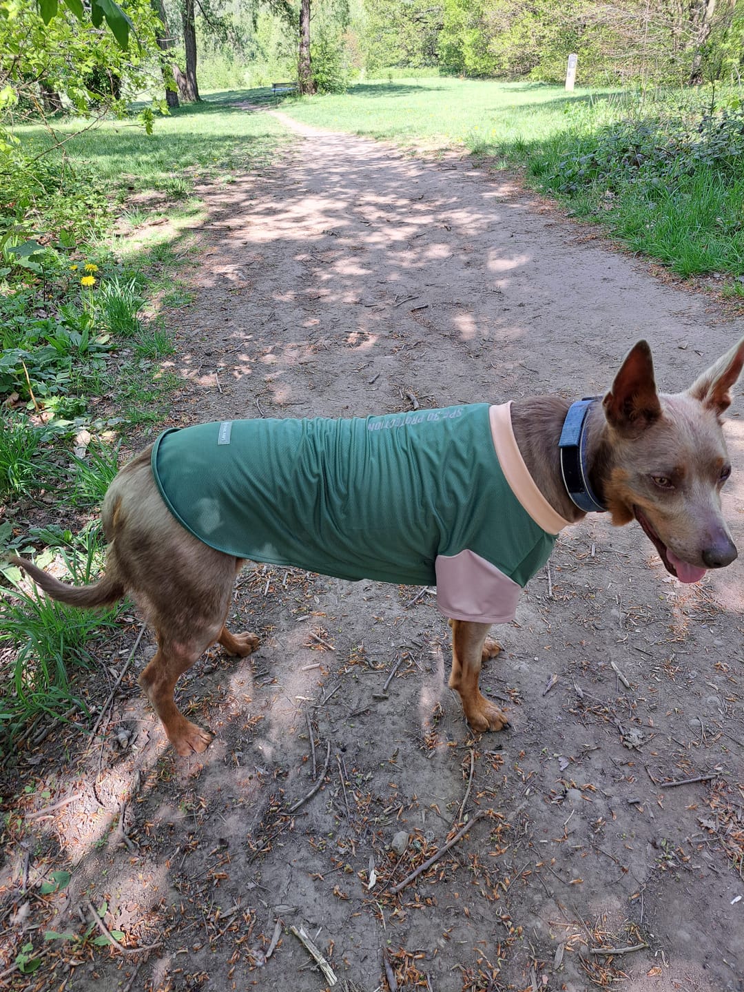 Customer photo review of Sunblock Dog T-Shirt - Pistachio