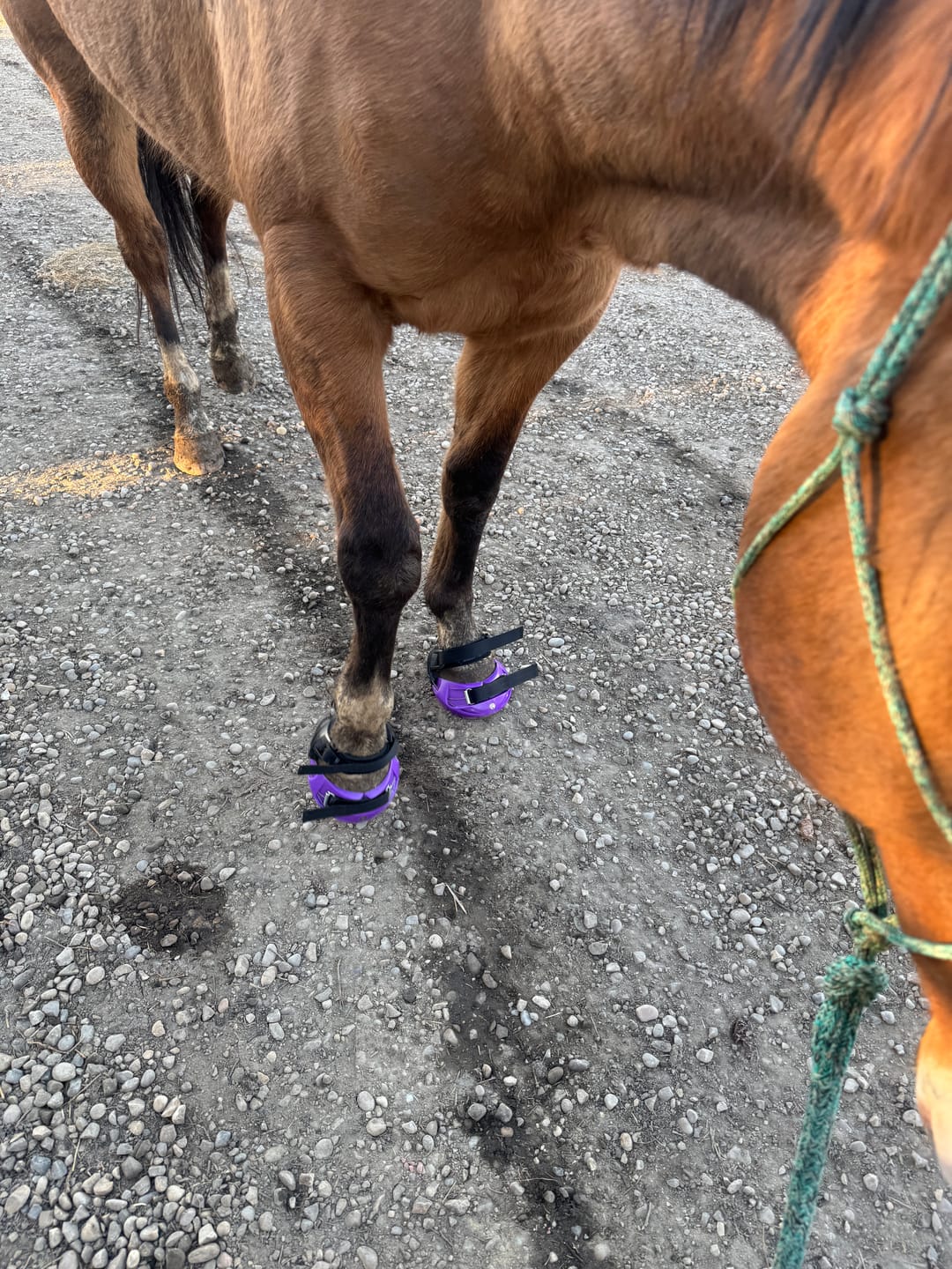 Customer photo review of Renegade® Viper Hoof Boot ULTRA-BLEM Seconds -- Blind Box Mystery Selection