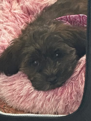 Customer's small, dark Havanese puppy resting on a pink fluffy bed.