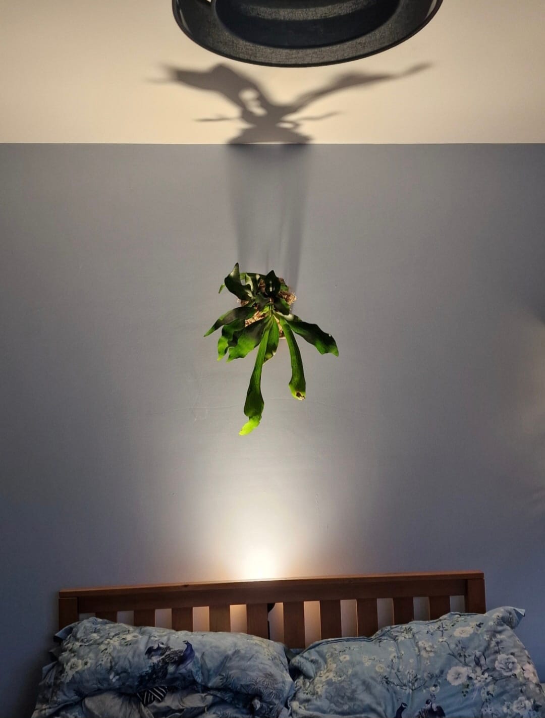 Customer photo review of Pianta Grow Light and Stelo Clip-On Bulb Holder Bundle