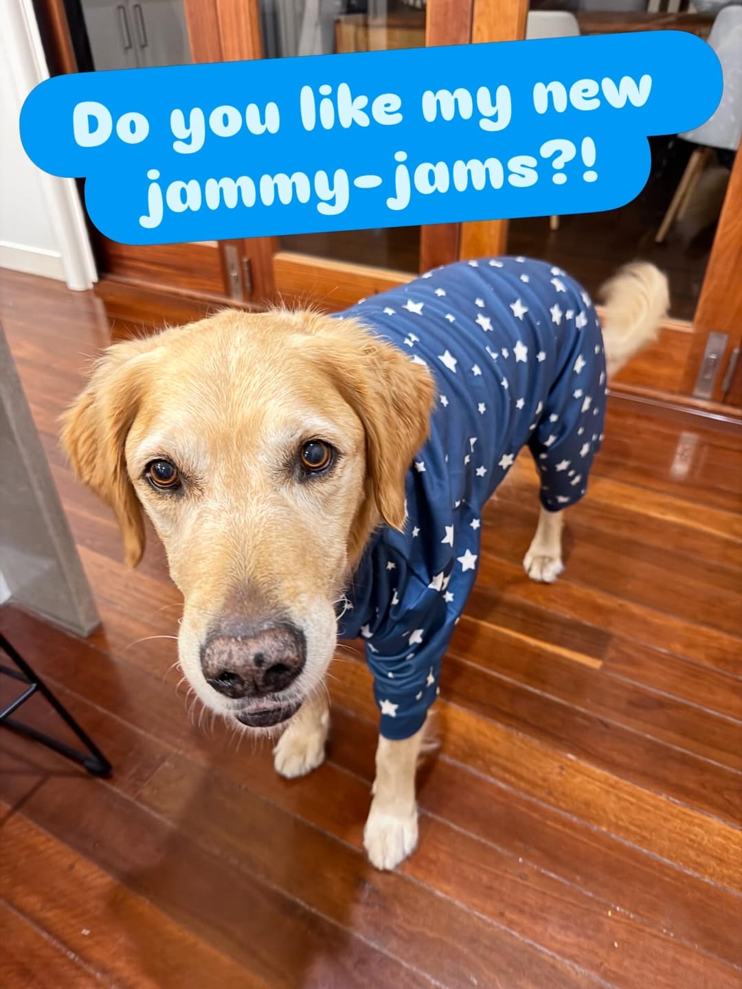 Customer photo review of Red Plaid Dog Hoodie