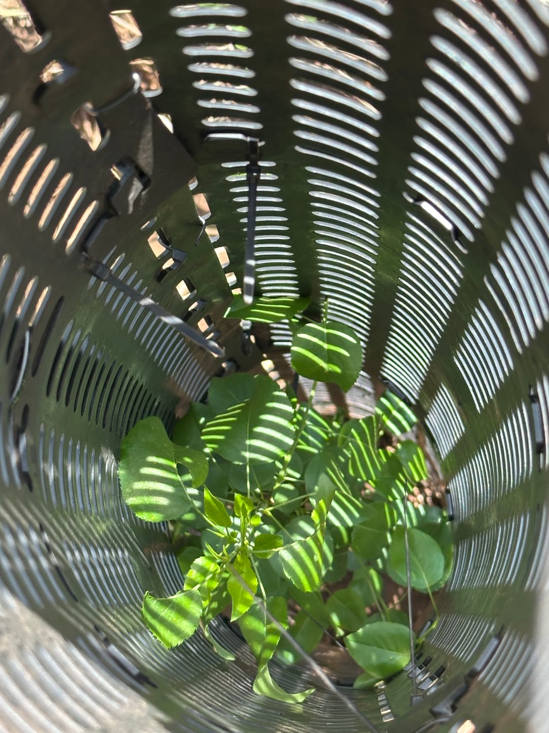Customer photo review of Whitetail Hill Deer Pear™