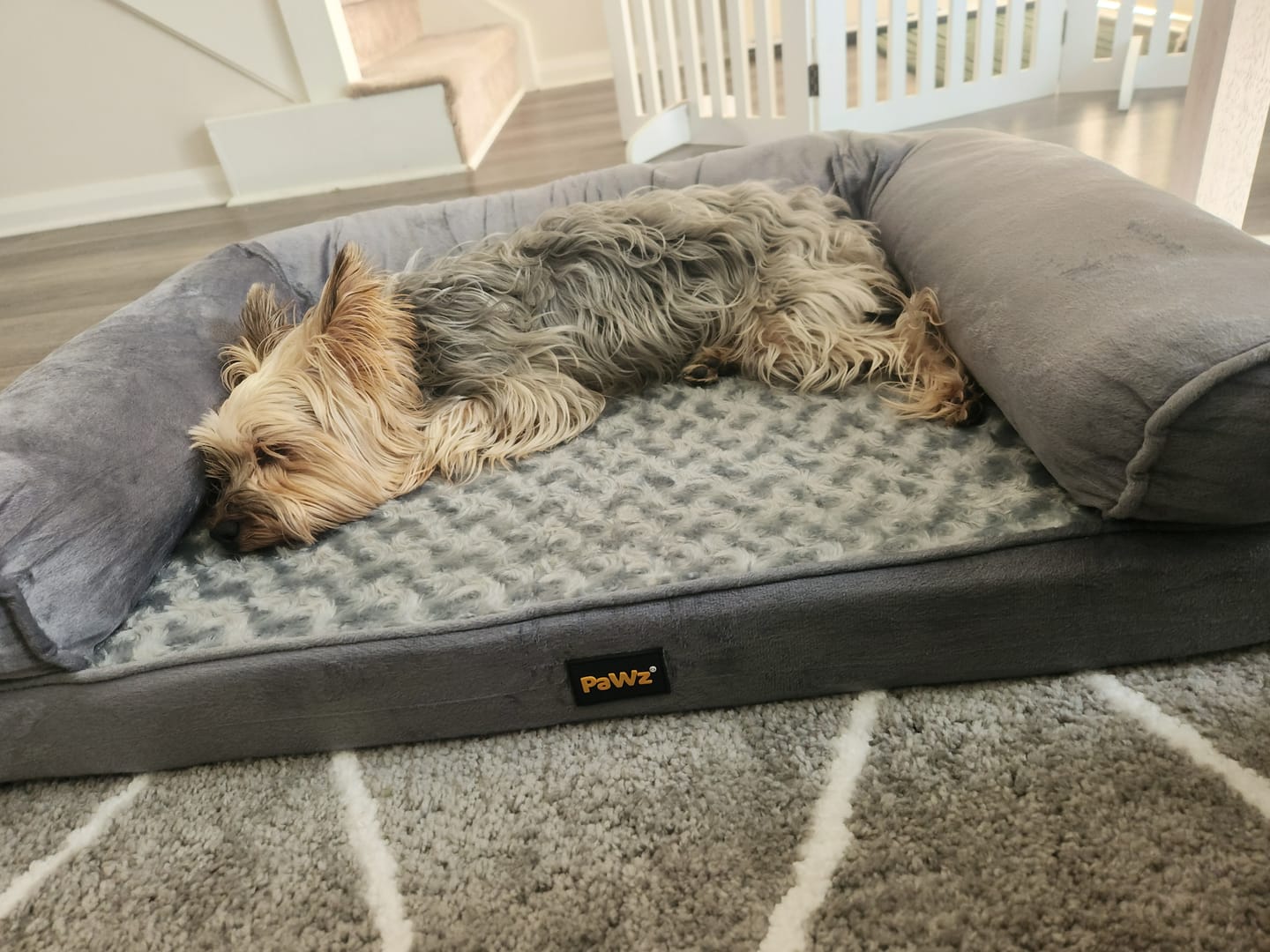 Customer photo review of Pet Sofa Bed