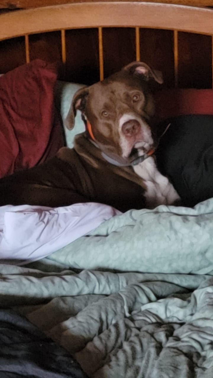 Customer photo review of Paw Licker Bundle