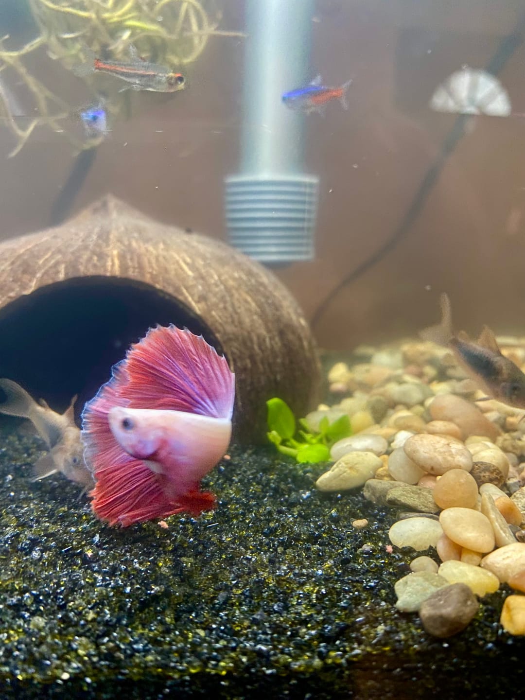 Customer photo review of Purple Halfmoon Male Betta Fish | Grower's Pick