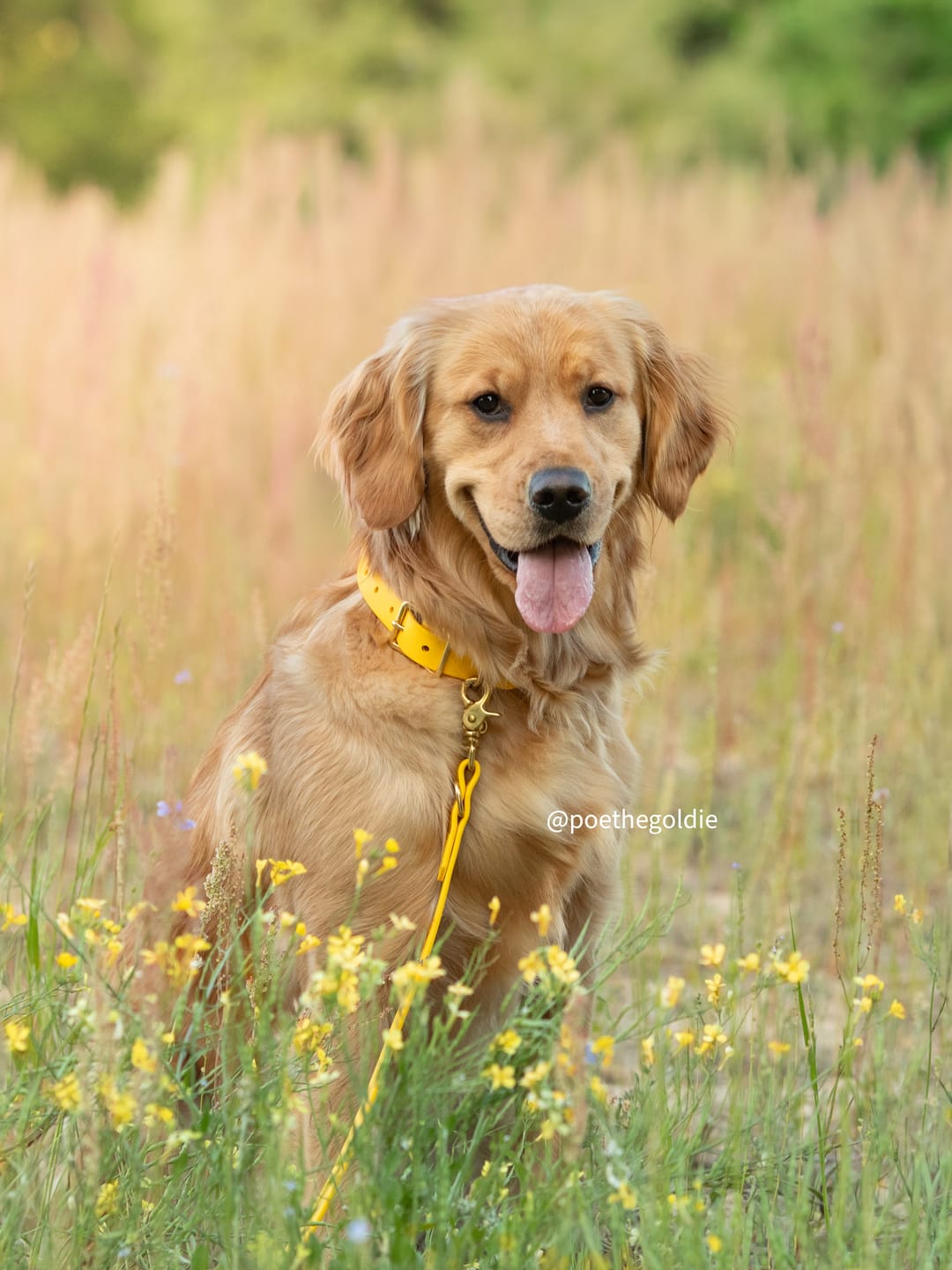 Customer photo review of Biothane Traffic Handle Dog Leash