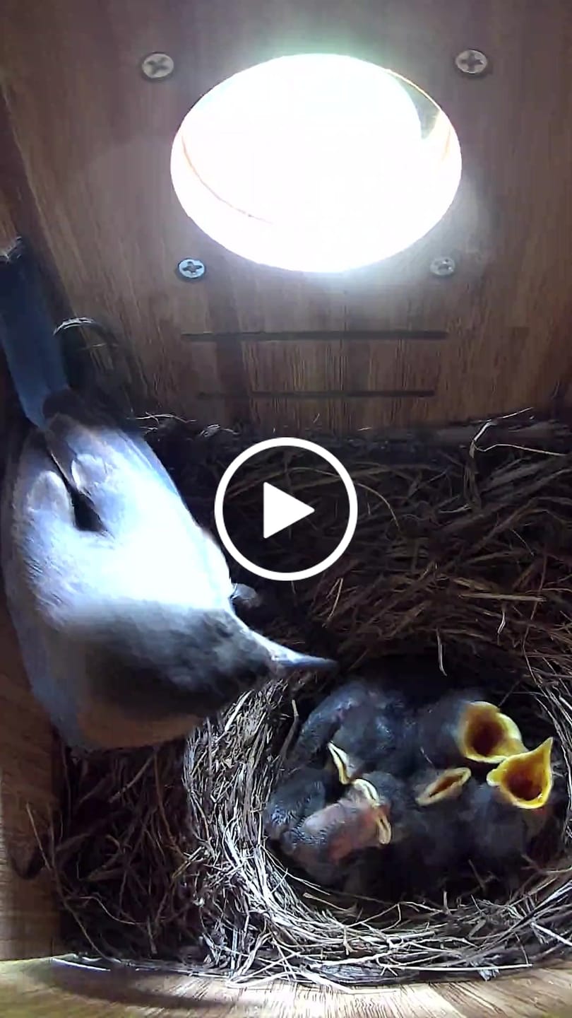 Customer video review of Birdfy Nest Duo - Smart Bird House with Dual Cameras