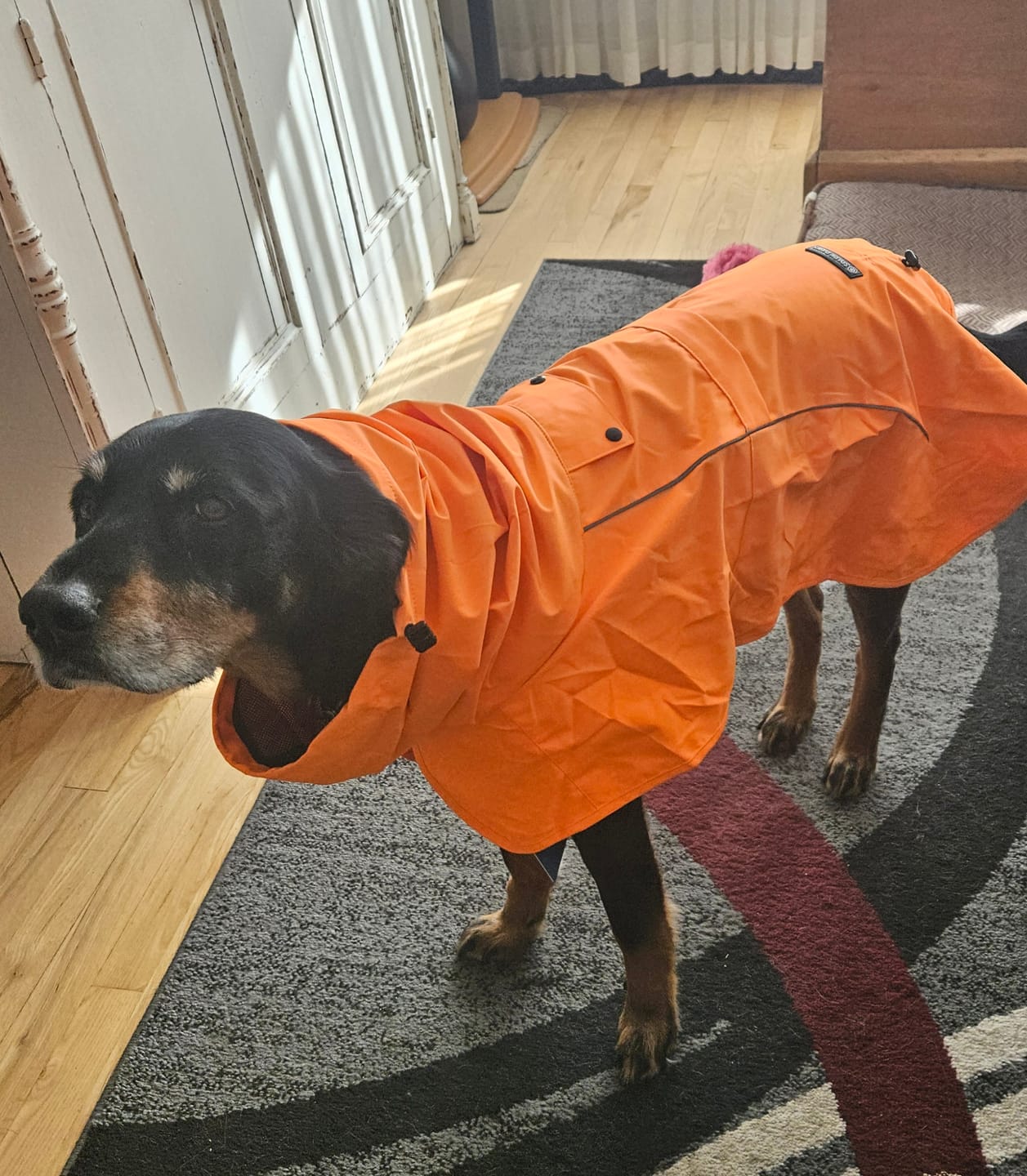 Customer photo review of Breatheshield™ Dog Raincoats