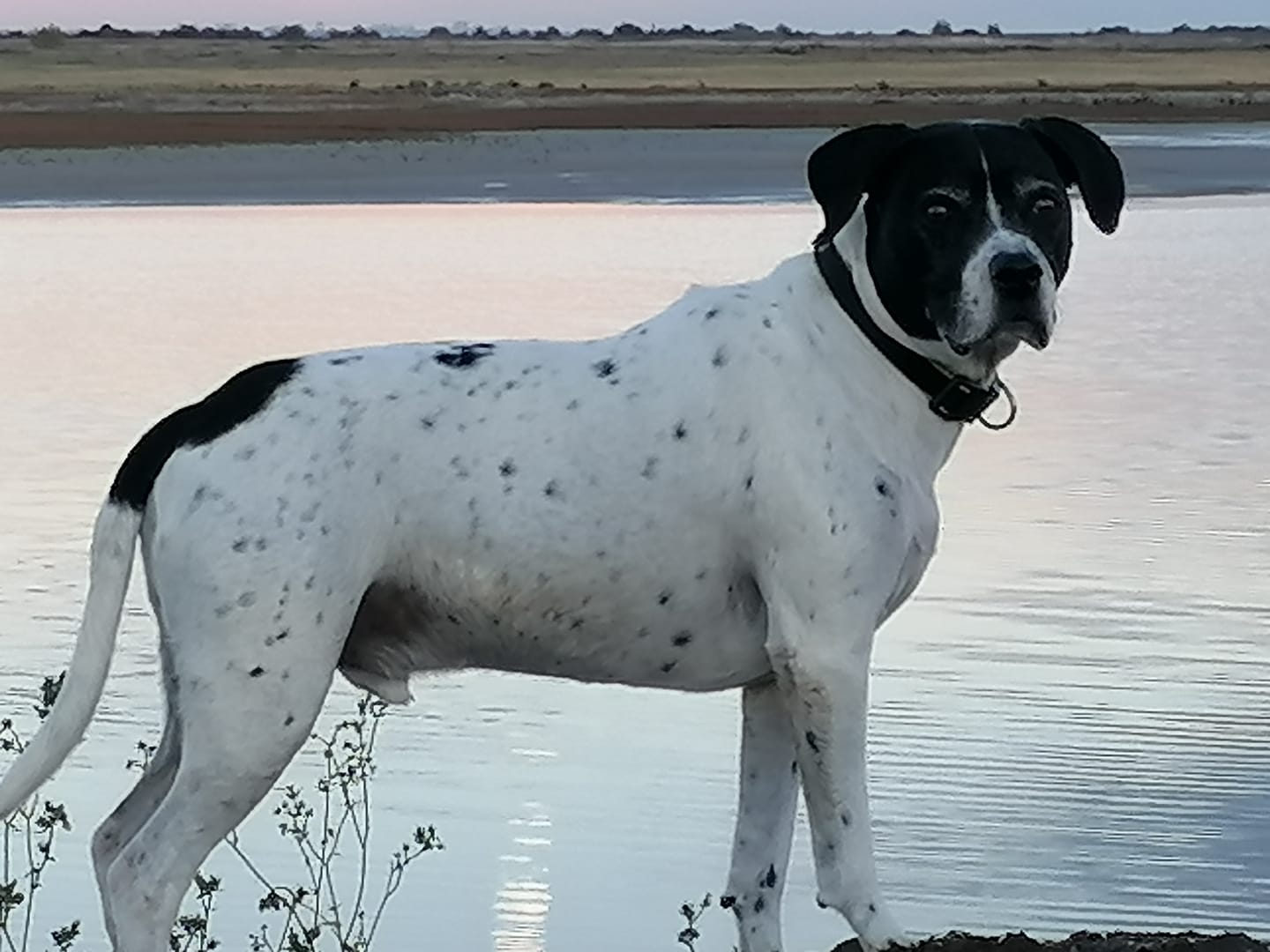 Customer photo review of Total Joint Care Supplement For Dogs