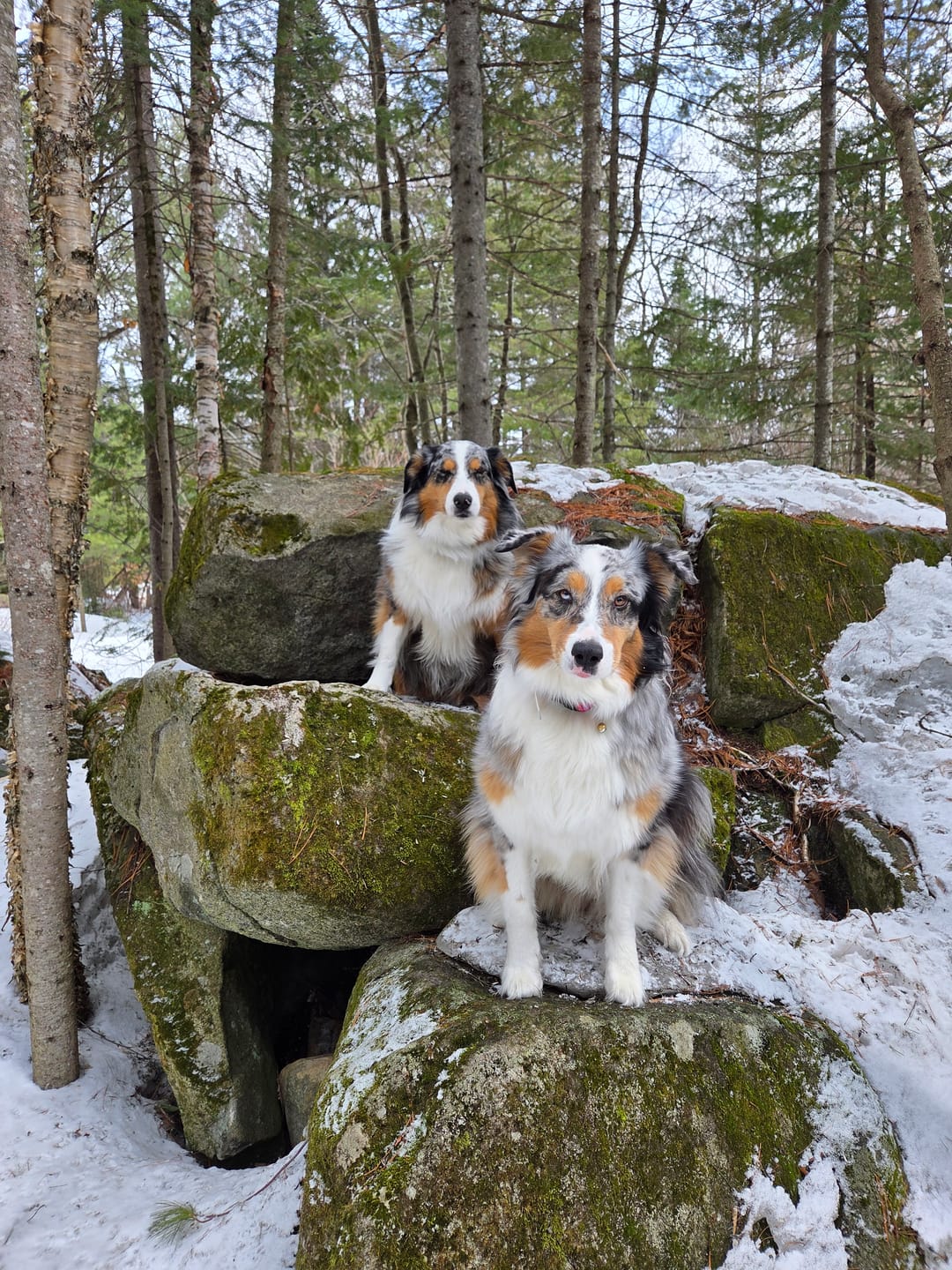 Customer photo review of Rosy & Budd - Huile de Saumon SALM+ 947 ml pour animaux