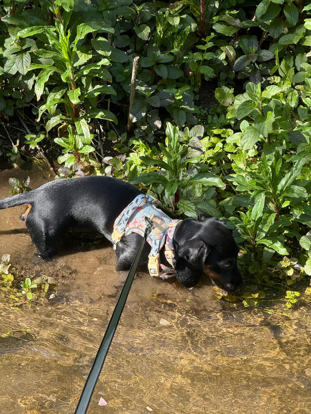 Customer photo review of Disney© Tough Trails™ Harness - Winnie The Pooh