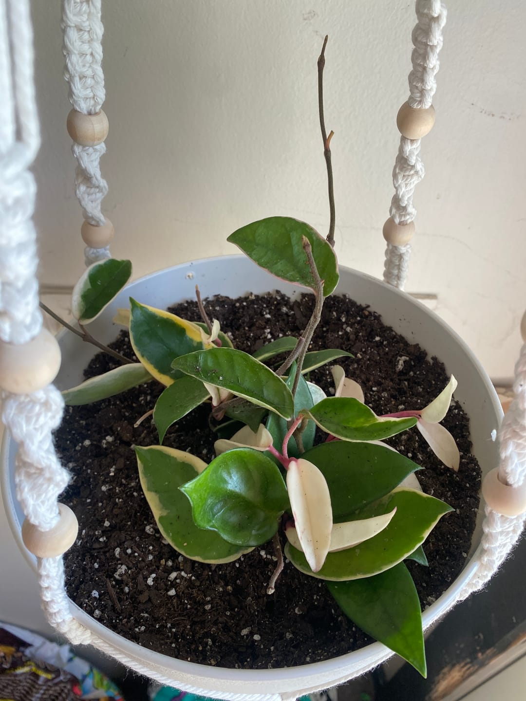 Customer photo review of Hoya Krimson Queen