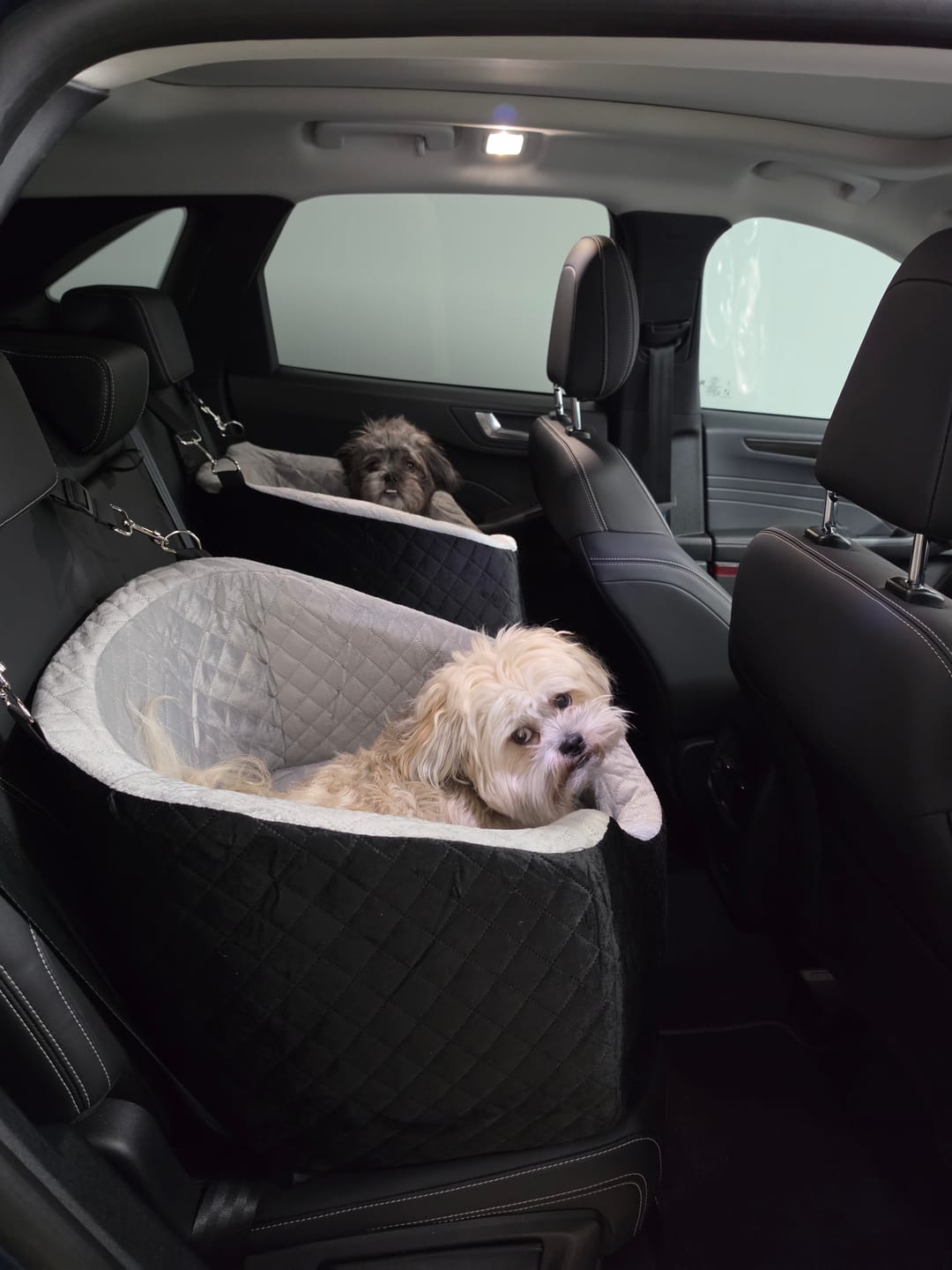 Customer photo review of Dog Car Booster Seat