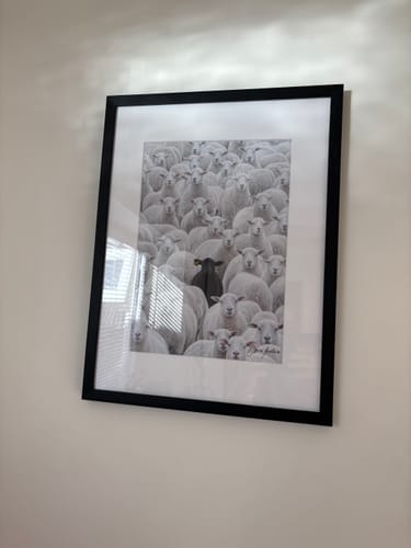 Customer's white gallery mat board inside a black frame, surrounding a black and white picture of sheep.