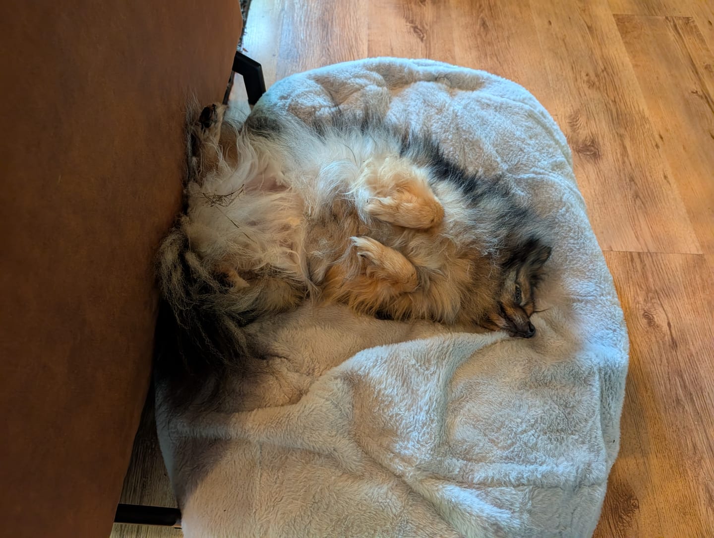 Customer photo review of Pet Perfect Orthopedische Donutmand