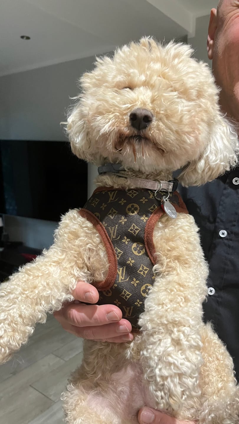 Customer photo review of Pettorina e guinzaglio Louis Pawtton