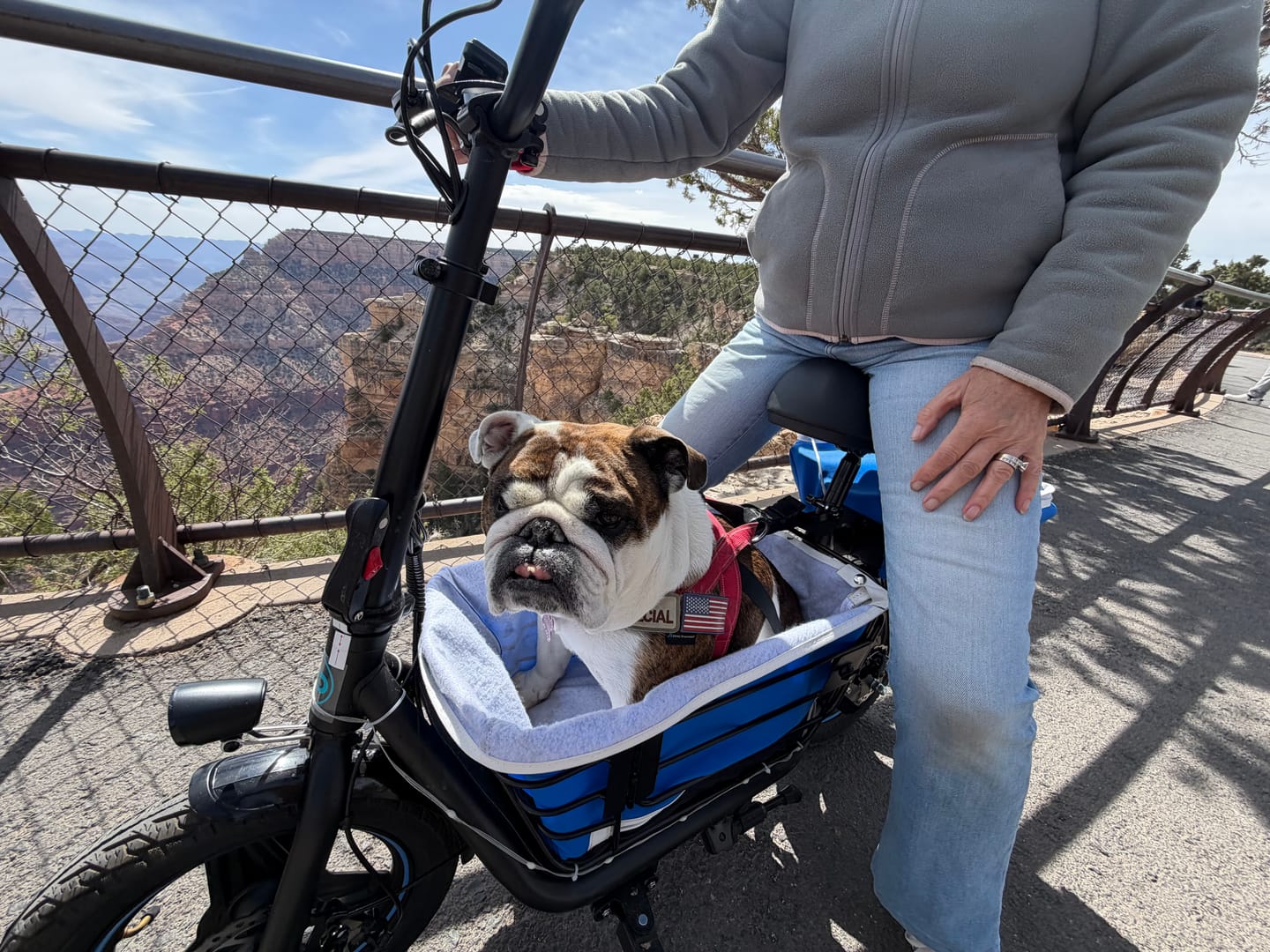 Customer photo review of Gyroor 1000W Foldable Electric Scooter – Seat, Dual Baskets, Long Range