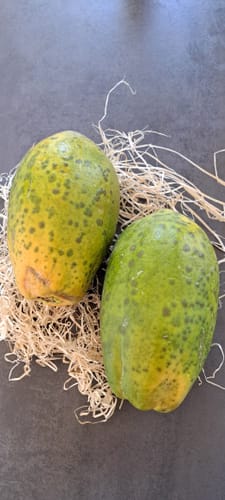 Kundenfoto von zwei Bio-Papayas in verschiedenen Reifestadien auf einer Unterlage aus Stroh.
