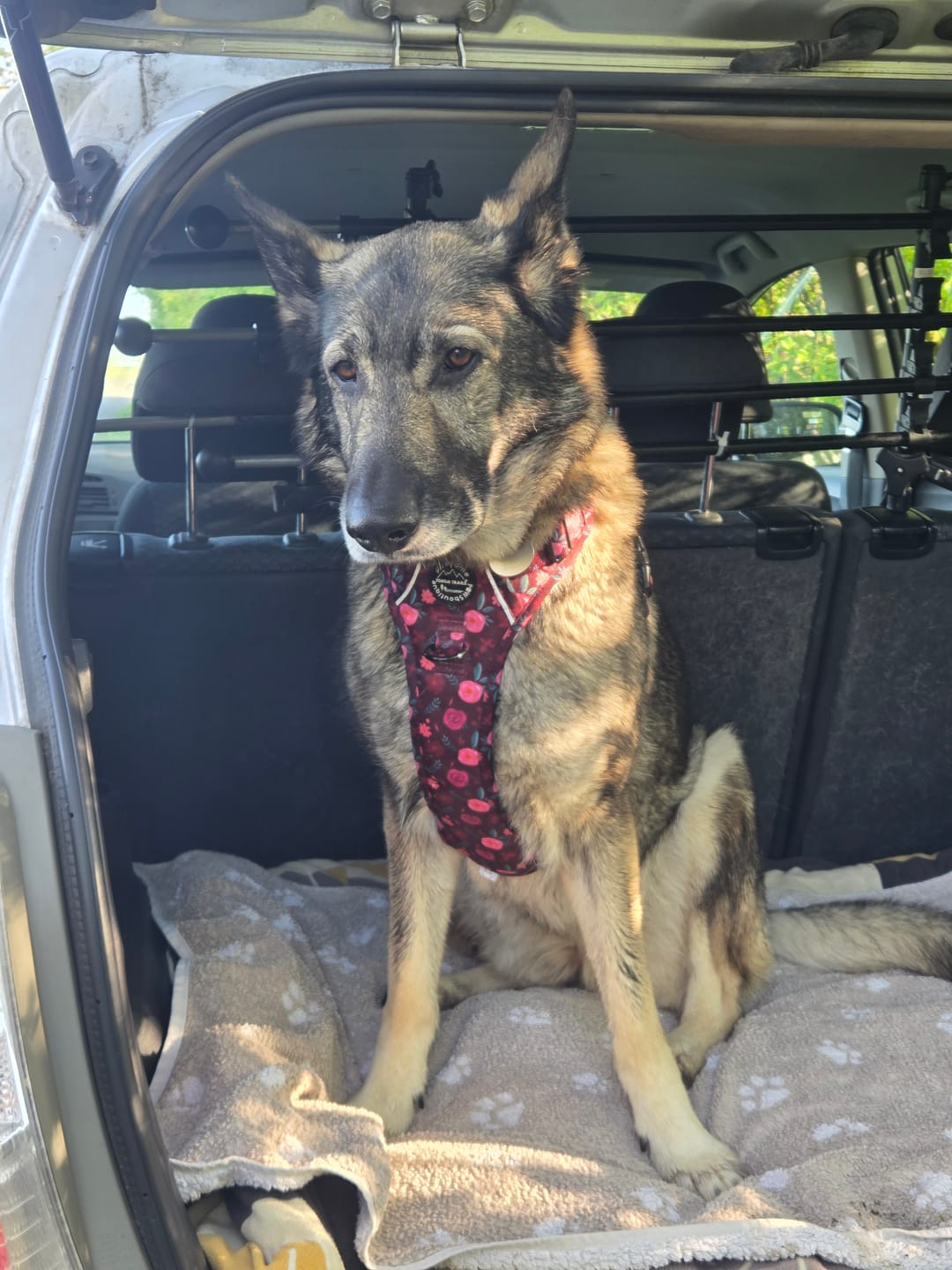 Customer photo review of Tough Trails™ Harness - Mable's Meadow