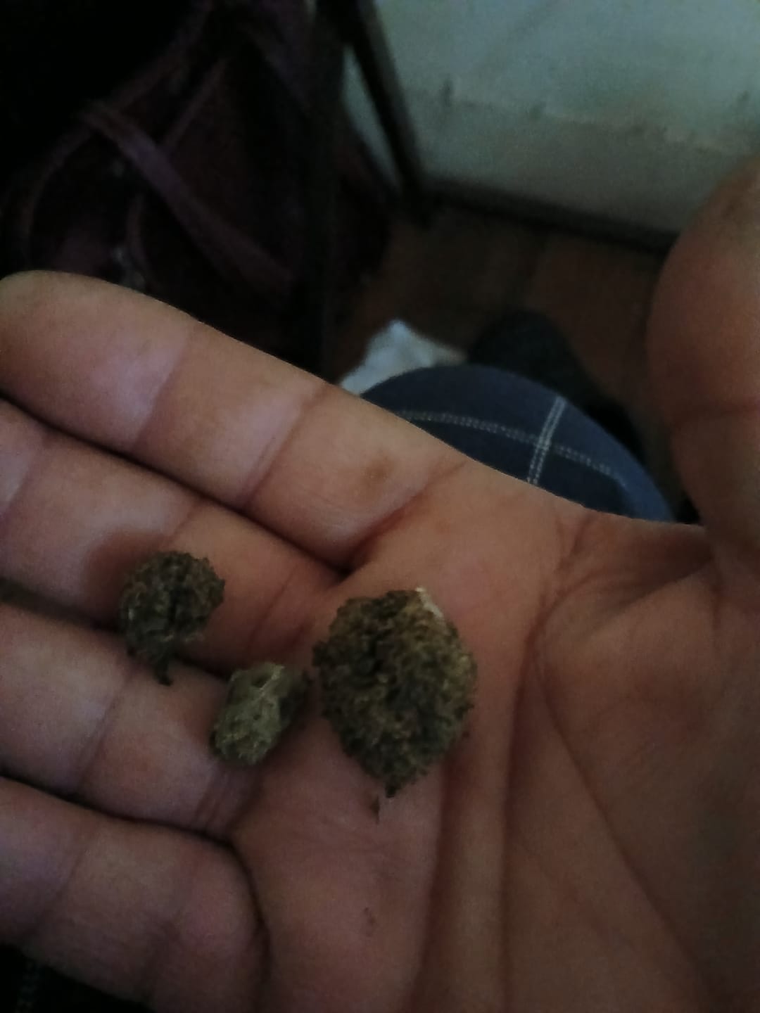 Customer photo review of Strawberry Gelato - Bulk - Hybrid