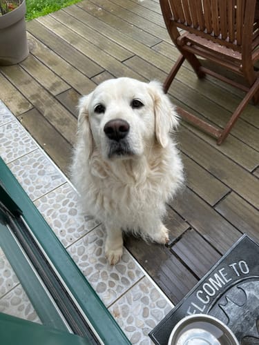 Le golden retriever d'un client, qui semble alerte sur une terrasse, comme mentionné dans son avis sur le complément pour articulations.