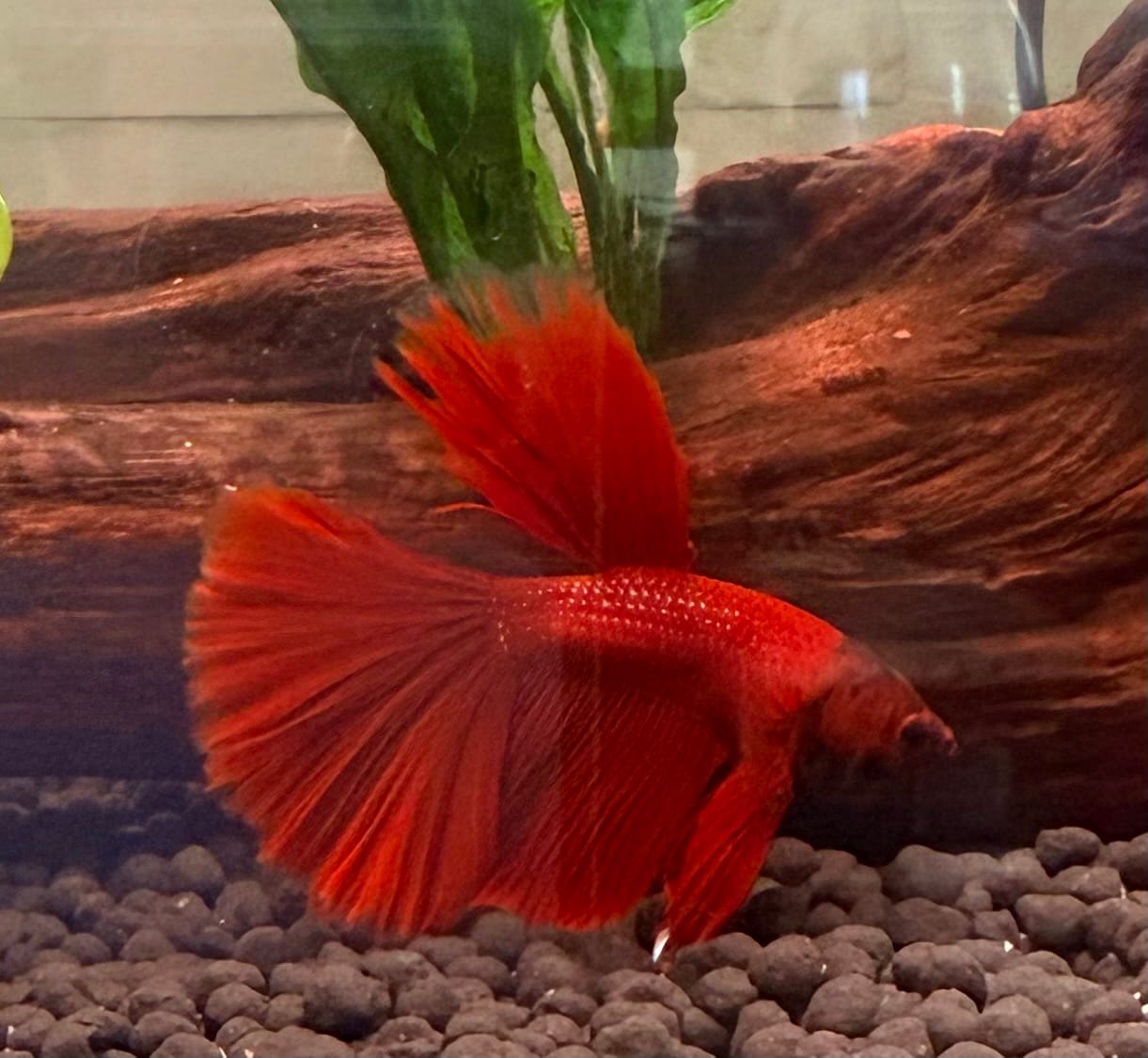 Customer photo review of Super Red Halfmoon Male Betta Fish