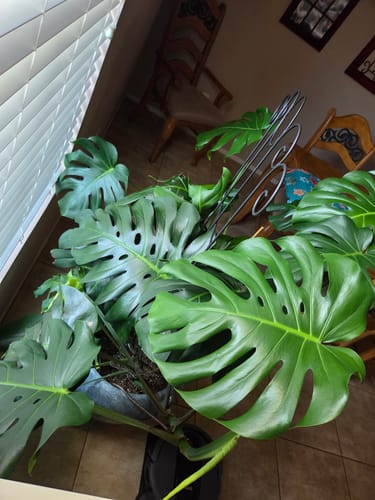 Reviewer's large, healthy Monstera plant thriving after using the OG Plant Food Refill.