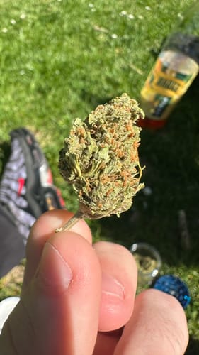 Customer holding a single green Candy Runtz bud with orange pistils outdoors in the sunlight.