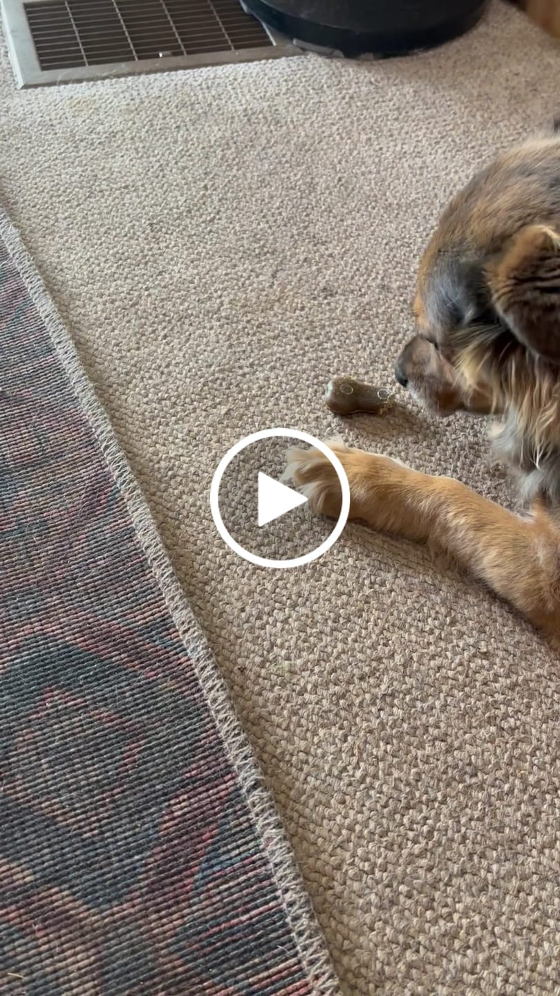 Customer video review of Earthbones Dental Chews For Dogs
