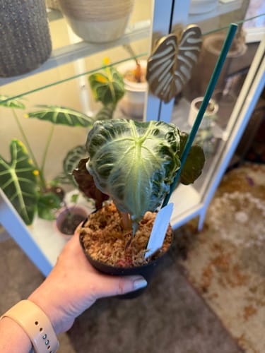 A reviewer holds a potted Alocasia Venom, showing its healthy, rippled leaf in front of a plant cabinet.