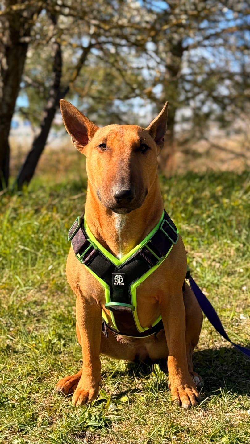 Customer photo review of Pettorina Crime 3.0