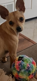 Customer photo review of Stuffies Treat Dispensing Plush Toys