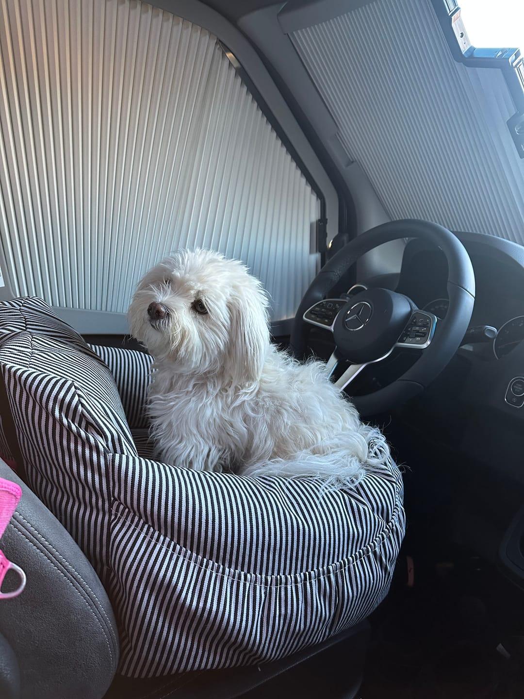 Customer photo review of Premium Hunde Autositz inkl. Sicherheitsgurt
