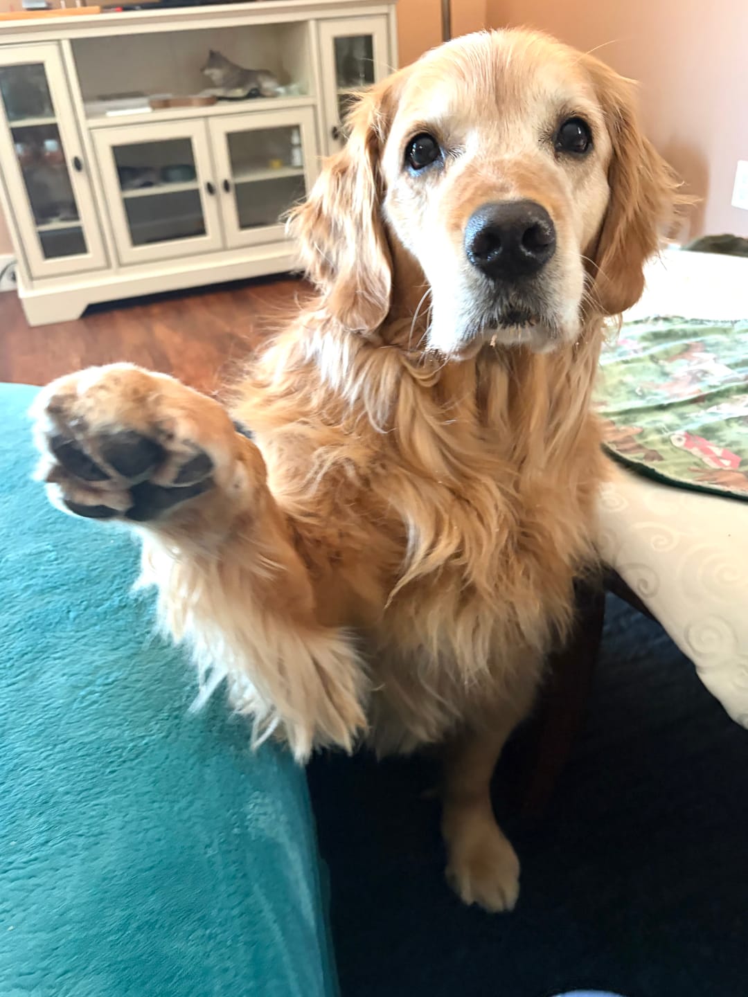 Customer photo review of 6 Inch Standard Braided Bully Stick