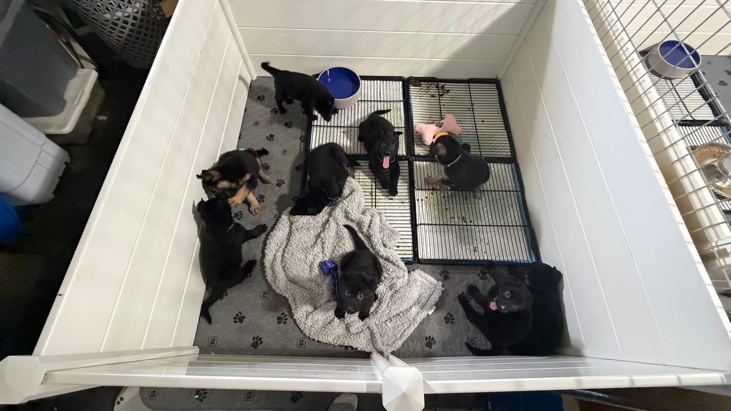 Customer photo review of Little Wolves Potty Tray 22" x 22" - Seconds Discount