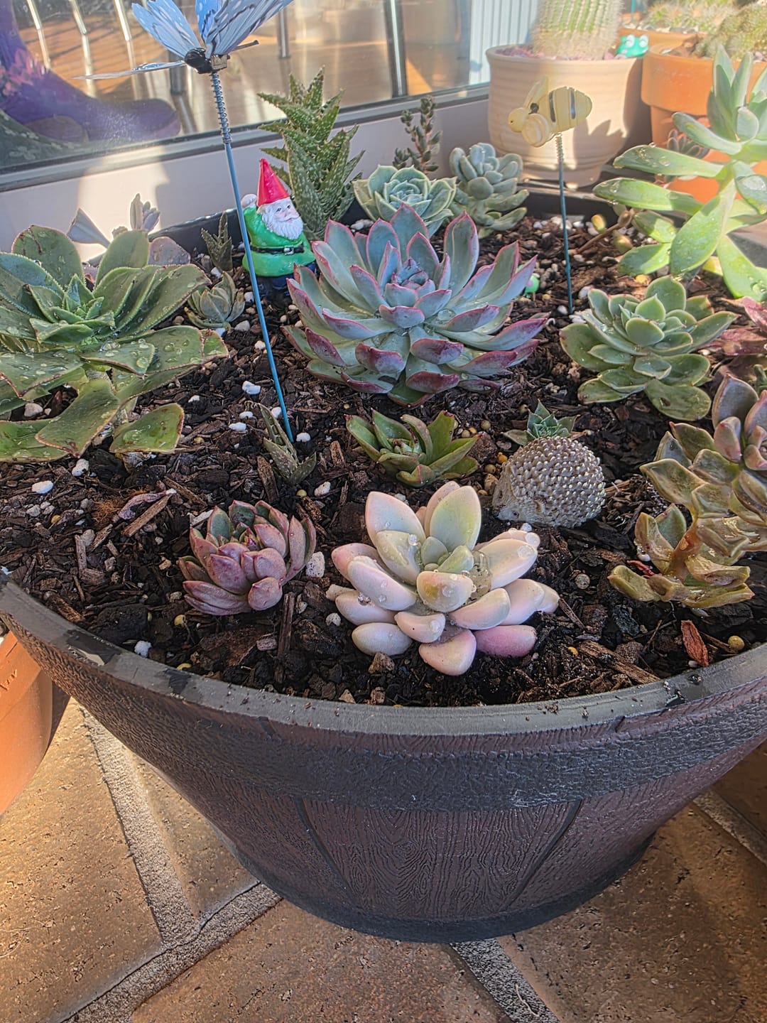 Customer photo review of Graptopetalum Mendozae Variegata Cuttings