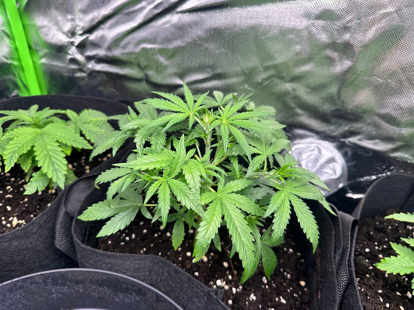 Customer photo review of Super Silver Haze Hybrid F1 – Die schnellste Cannabissamen der Welt - 50 Tage von Keimung bis zur Ernte