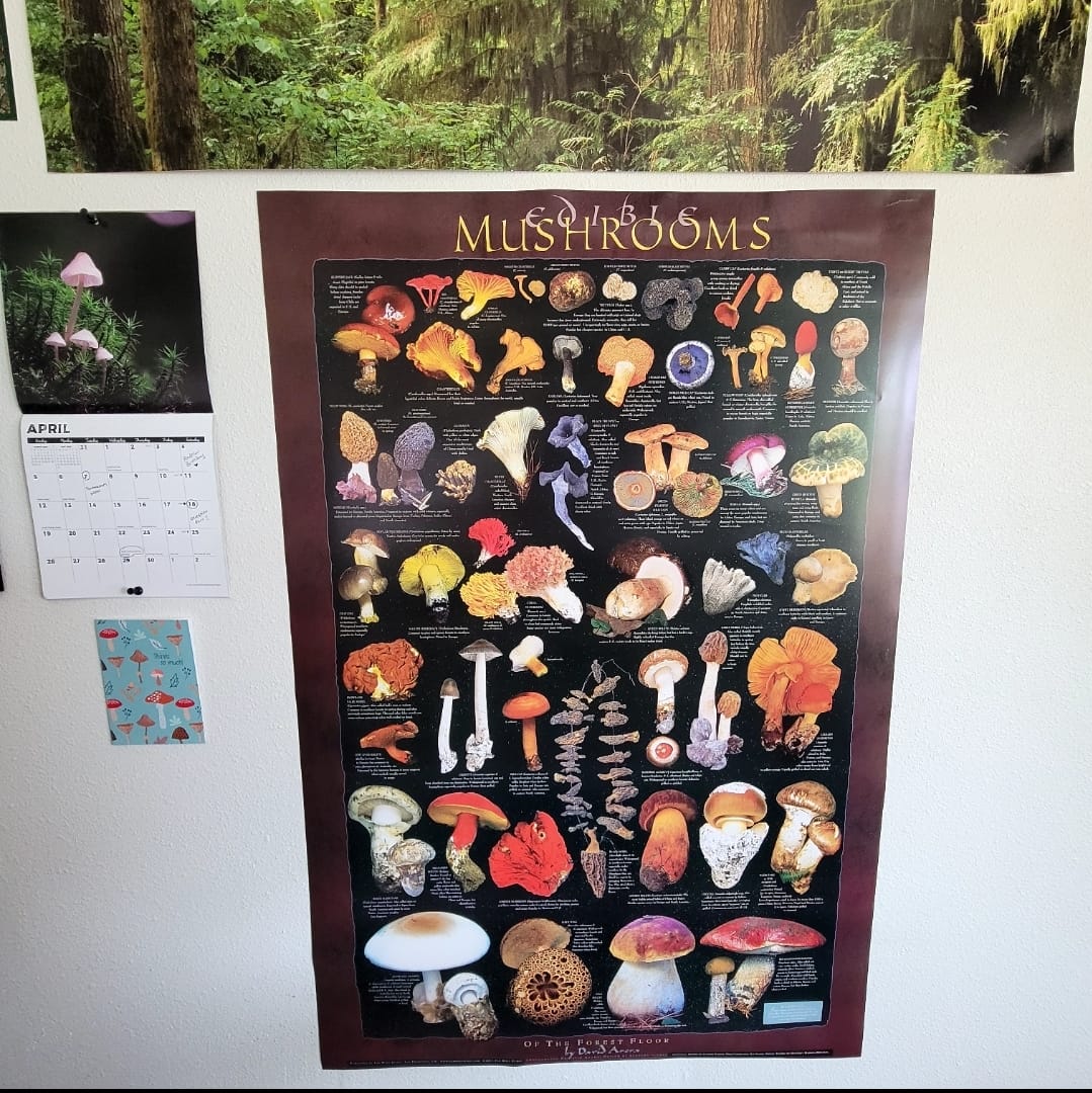 Customer photo review of Forest Floor Poster