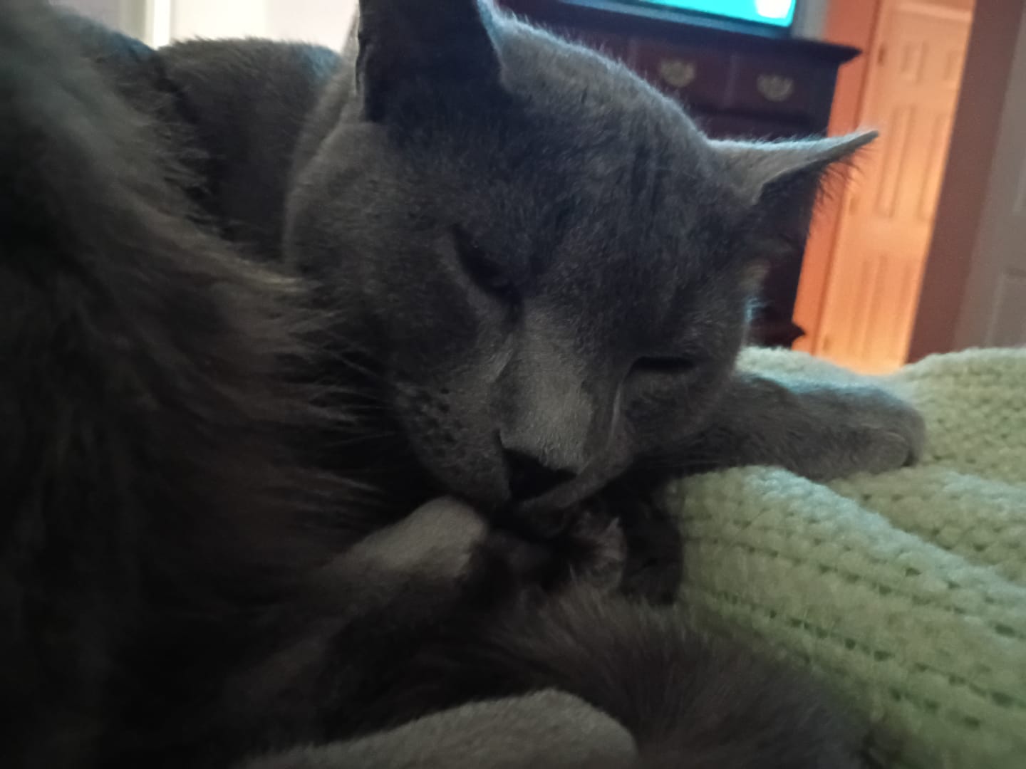 Customer photo review of Cat Dental Care & Bad Breath Remedy