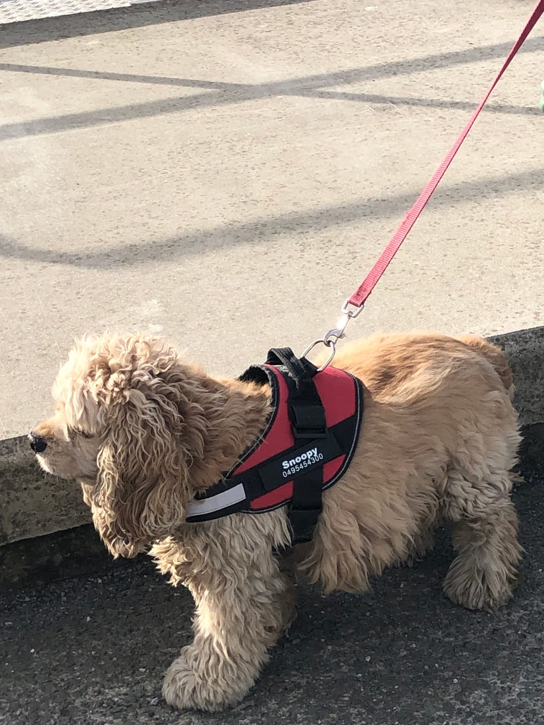 Customer photo review of PawGuard - Gepersonaliseerd Hondentuigje