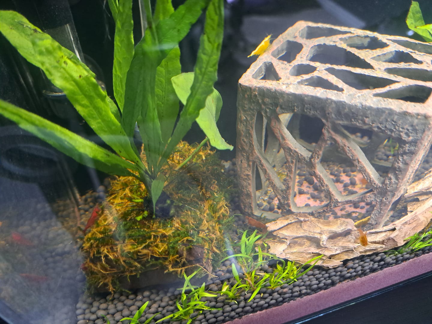 Customer photo review of Orange Sunkist Shrimp