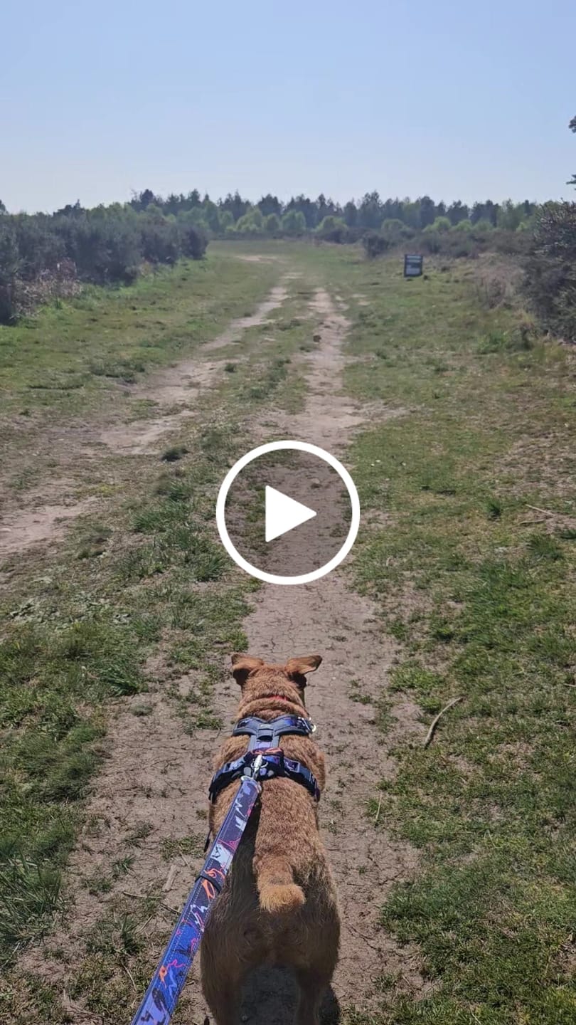 Customer video review of Multi-Way Lead
