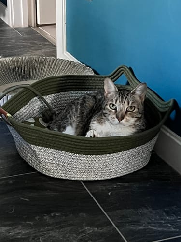 Customer photo review of Instinct Basket | Meet the first research-backed natural territory for indoor cats