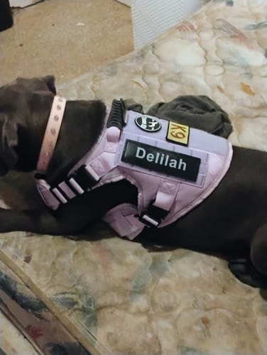 Customer's dog wearing a personalized pink Team K9 Dog Harness with 'Delilah' on a patch while resting on a bed.