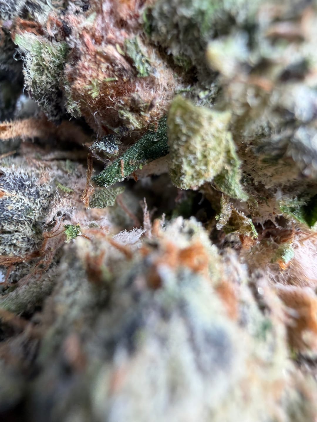Customer photo review of Butterscotch OG - Bulk - Indica