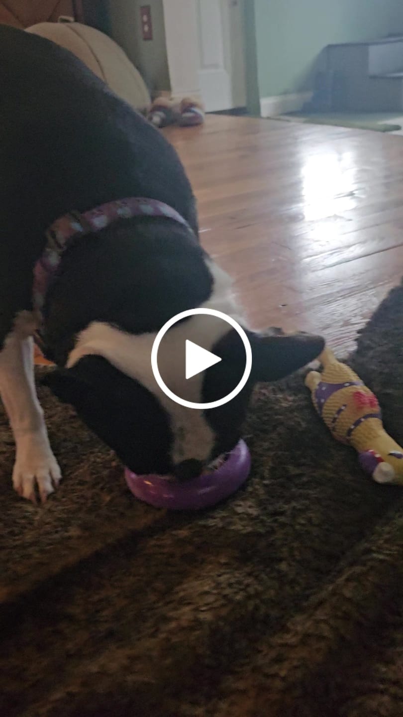 Customer video review of Bone Refills Dog Meat 90 Grams (4 Pack)®