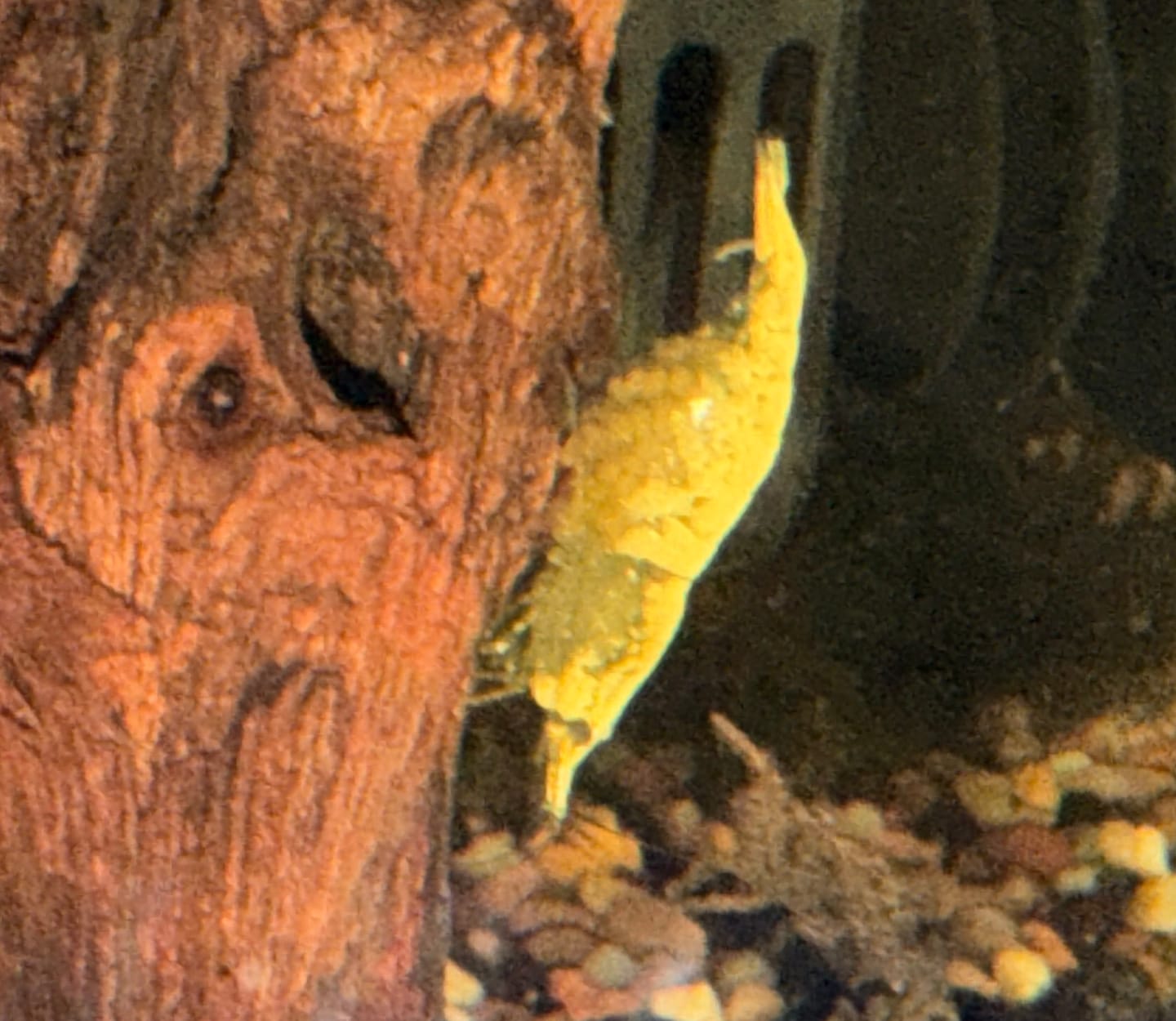 Customer photo review of Red Rili Shrimp