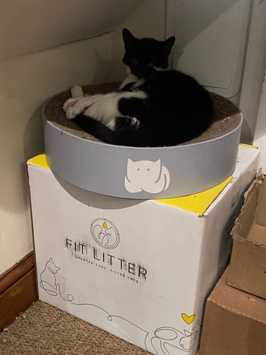 Customer photo review of 3 Month Supply - 2 Cats